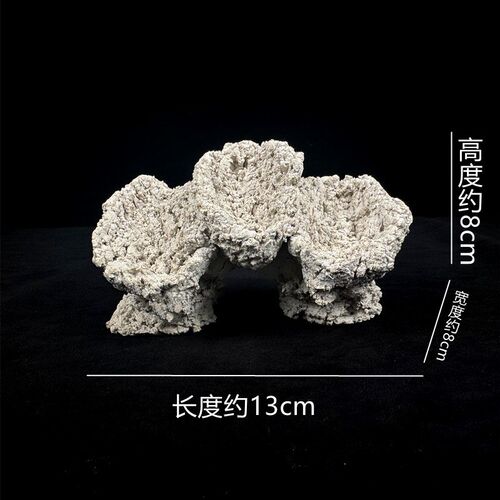砗磲五爪贝基座贝壳底座海缸珊瑚海水鱼缸陶瓷圆方形纽扣繁殖造景