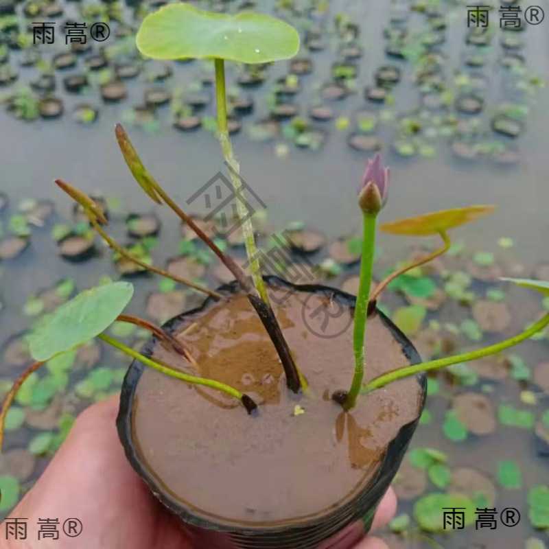 I微型碗莲种藕根茎带花苞迷你小荷花藕苗小微莲水培植物碗莲观赏