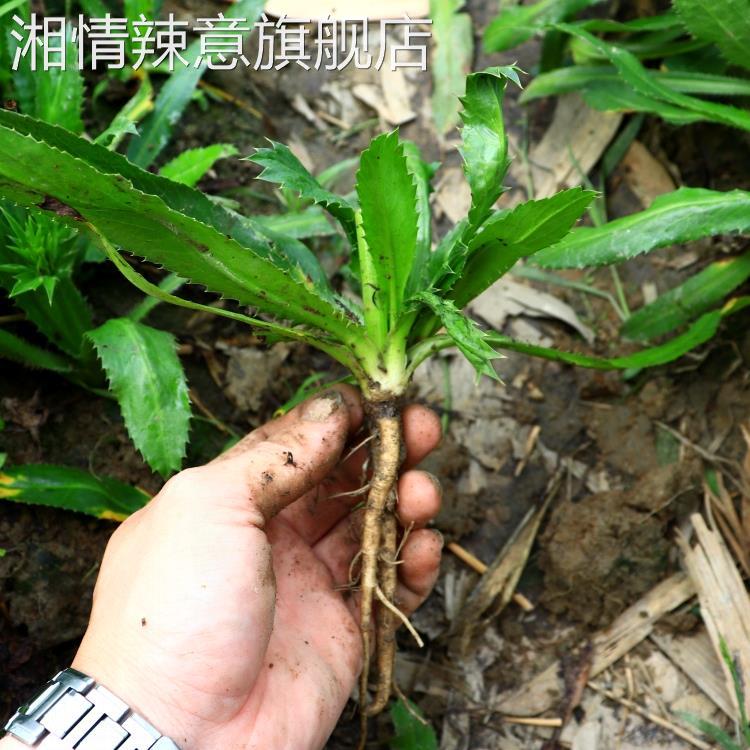 带根老缅芫荽500克可种新鲜有根大香菜刺芹货量少精品蔬菜1斤