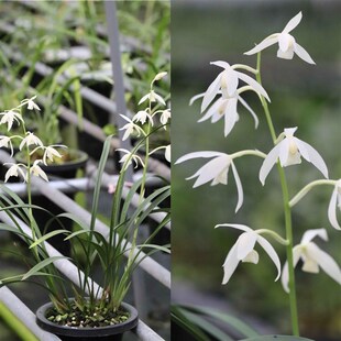 四季兰建兰彩云追月紫凝仙山红满堂红秋雪室内客厅浓香兰花名贵花