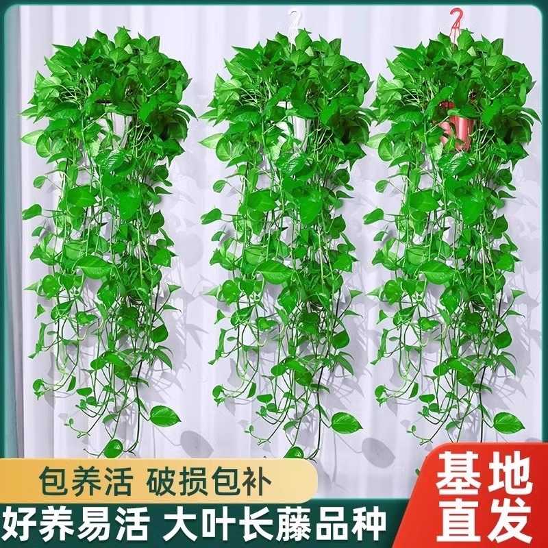 长藤绿萝盆栽室内植物吸除甲醛大盆绿箩垂吊客厅绿植大型花卉好养