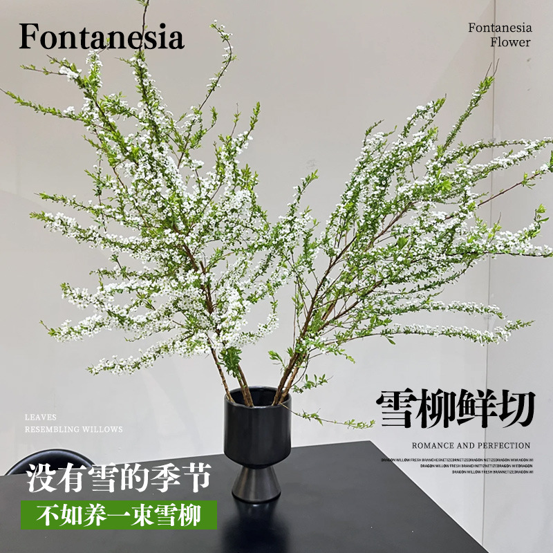 【遇水成活】雪柳盆栽水养开花水培植物花卉遇水枯木室内蓬绿植MH