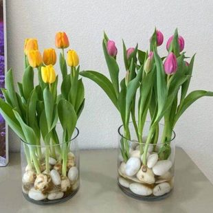 水培郁金香器皿花盆水养水仙绿萝风信子植物透明器皿圆形直筒花瓶