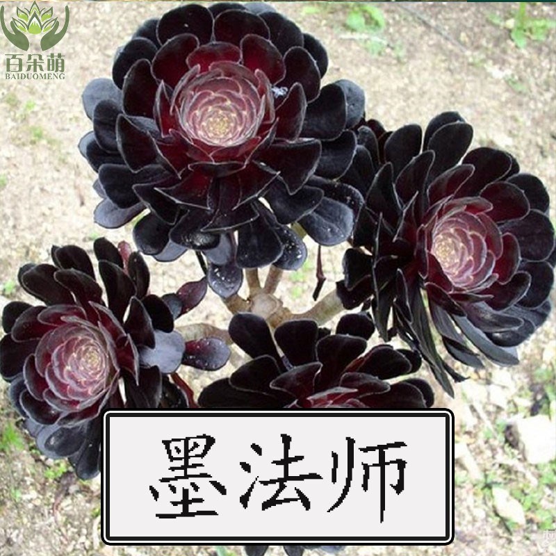 多肉植物墨法师老k桩 超黑油量叶子法师 木质化超大墨法师老桩有