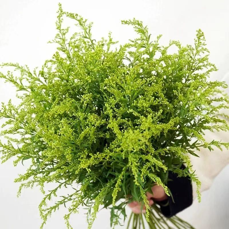 尤加利叶云d南鲜花配草基地直发花材搭配花束插瓶水养花艺周边鲜