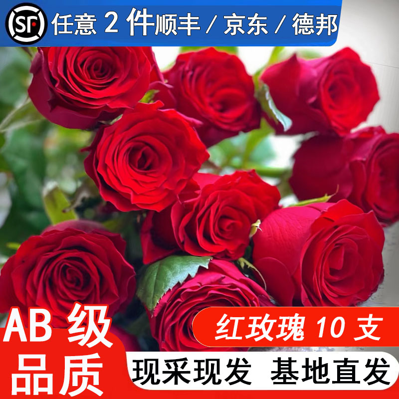 高原红玫瑰花鲜花云南基地直发新鲜现采水养鲜切花情人节七夕礼物