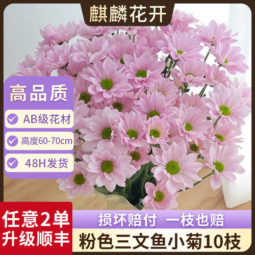 云南直发三文鱼小菊水养鲜