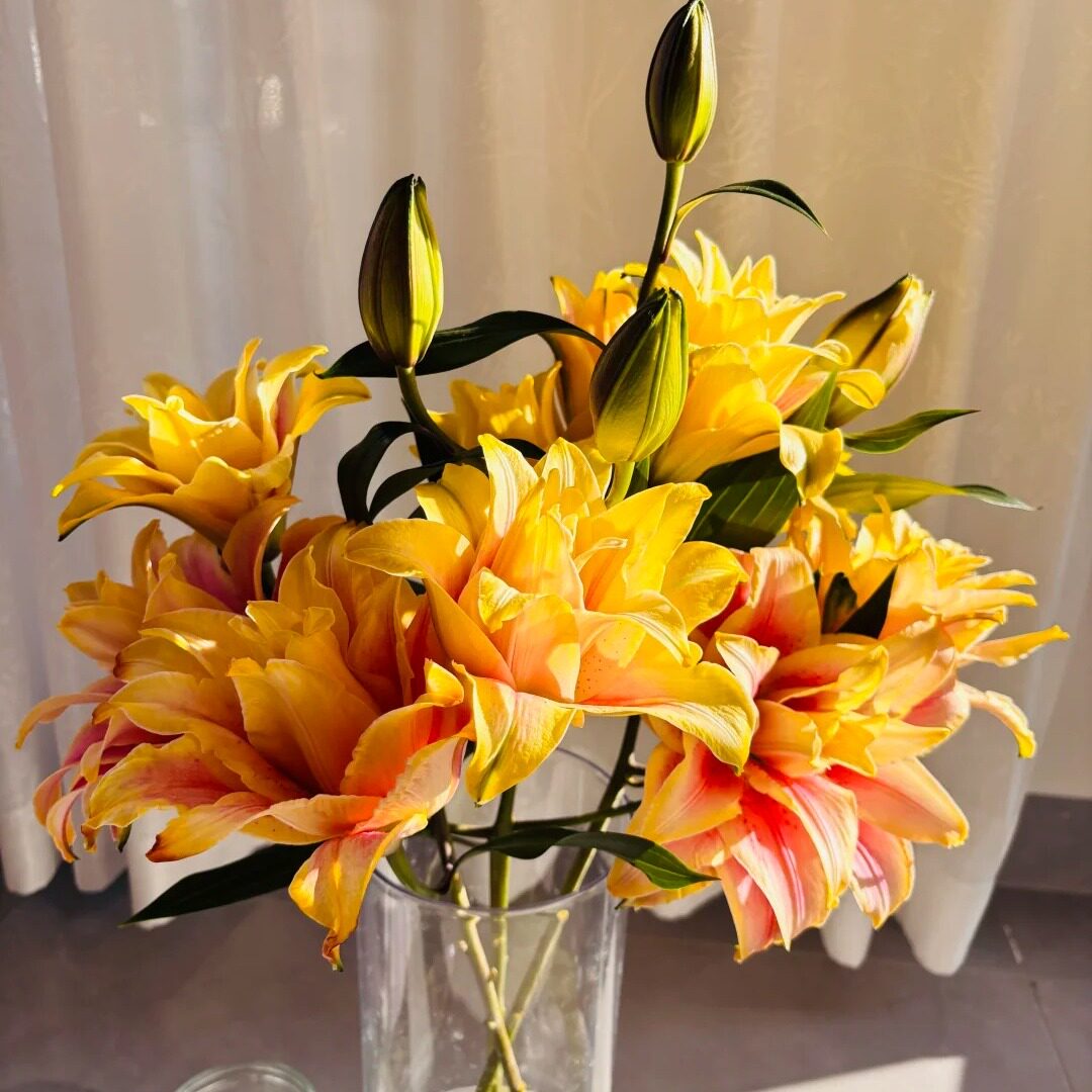 秋月鎏金重瓣吸色百合花鲜花云南基地直发鲜切花七夕情人节花束