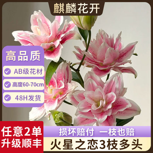 火星之恋重瓣百合花鲜花云南基地直发水养鲜切花七夕情人节花束
