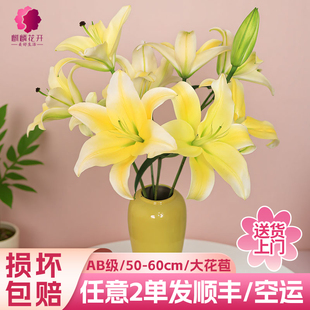 黄天霸香水百合花鲜花云南基地直发家用插花水养鲜切花2单发顺丰