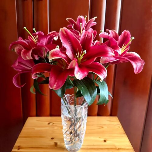 云南直发香水百合鲜切花