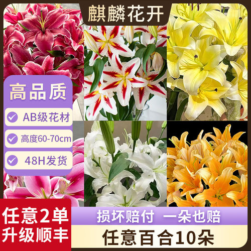 云南直发香水百合鲜切花
