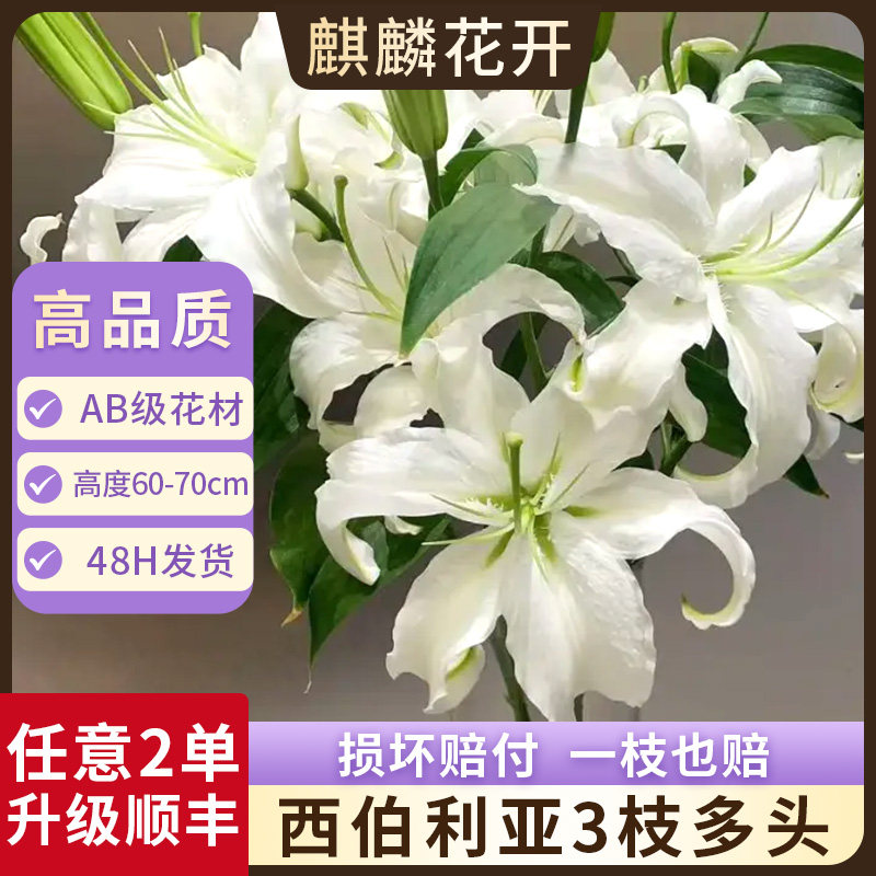西伯利亚香水百合花鲜花云南基地直发水养鲜切花家用插花七夕情人