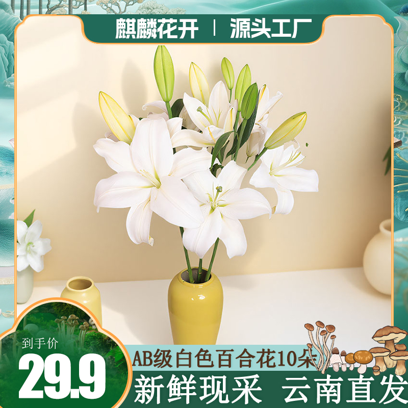 白色香水百合花鲜花云南基地直发家庭办公室水养水培鲜切花