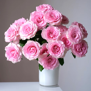 洛神玫瑰花鲜花云南基地直发粉红色水养鲜切花七夕教师母亲礼物