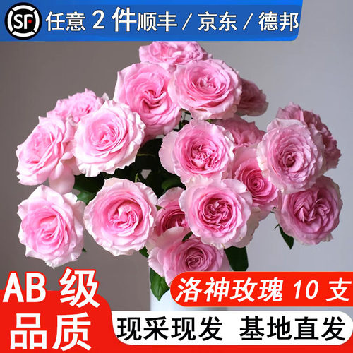 洛神玫瑰花鲜花云南基地直发新鲜现采水养鲜切花情人节七夕礼物