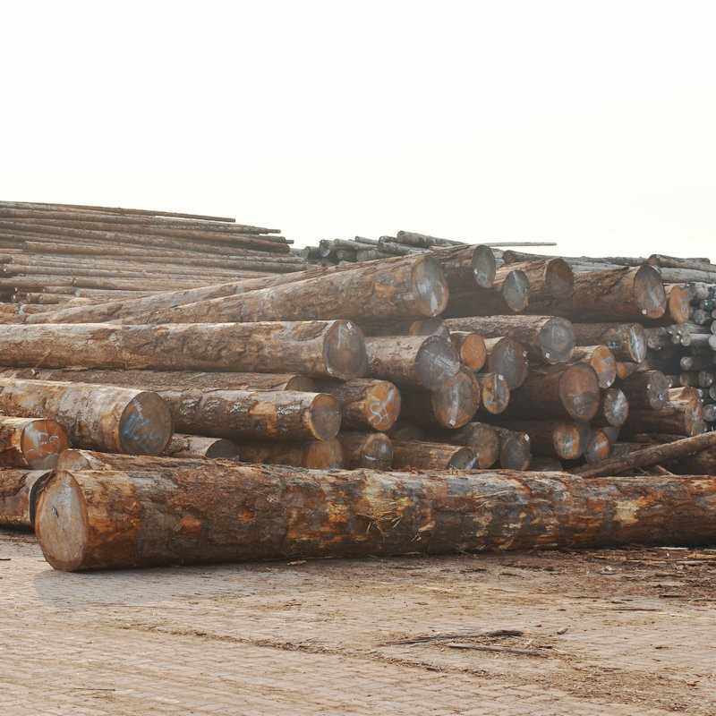 澳松原木木板 河道护岸防汛松木桩工地打桩木澳松防腐实木木方