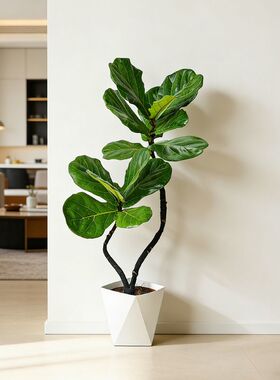 95-105cm双株造型琴叶榕室内外绿植四季常青好养耐阴可装饰客厅XL