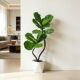 常青好养耐阴可装 105cm双株造型琴叶榕室内外绿植四季 饰客厅XL