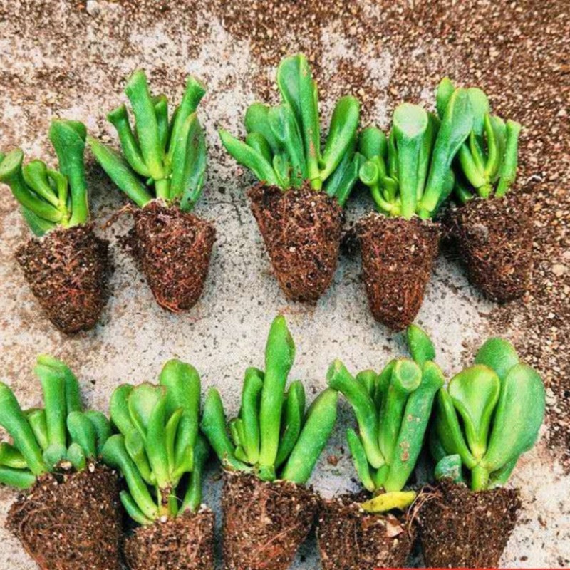 紫乐碧桃秋丽玉缀红布丁多肉植物砍头苗淡K雪姬胧月吸财树种苗组