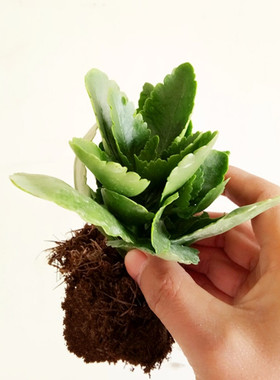 长寿花盆栽重瓣金狐狸大花不带花苞小苗开花好养的花卉四季绿植物