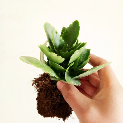 长寿花盆栽重瓣金狐狸花苗