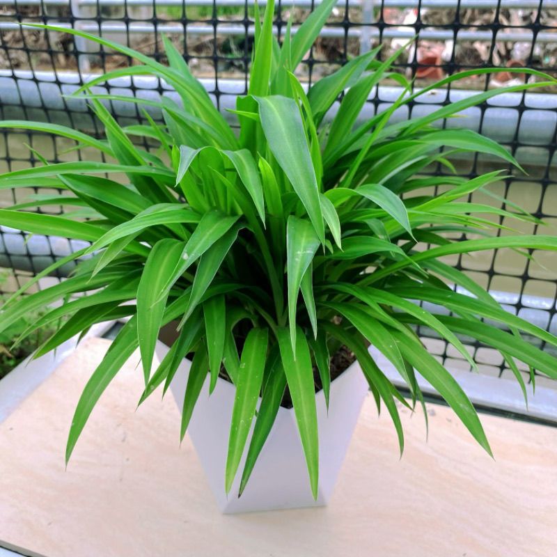 金边吊兰盆栽金心青叶吊兰花卉室内植物净化水培垂吊绿植好养易活