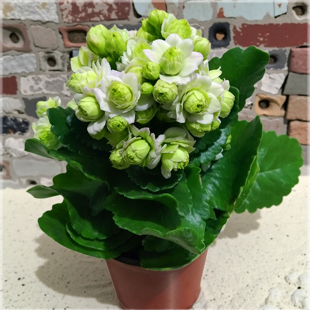 长寿花盆栽重瓣金狐狸大花带花苞