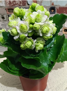 长寿花盆栽重瓣金狐狸大花带花苞花苗室内开花好养的花卉四季植物