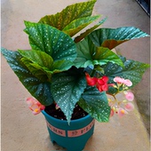 竹节海棠花卉盆栽大叶斑点易活阳台观叶秋海棠木本绿植物好养