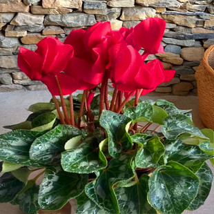 仙客来盆栽带花苞室内花卉重瓣年宵花好养大花苗观花植物易活好看