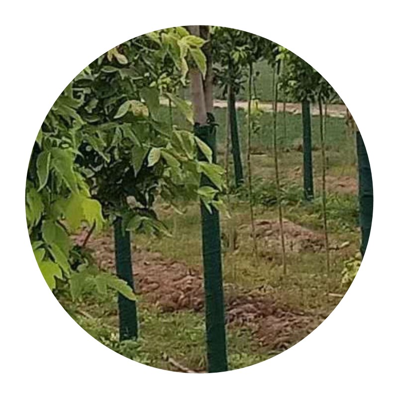 棉裹保温树cd木捆绑防寒保暖绿化树干绑带树杆不织布布条缠绷带。