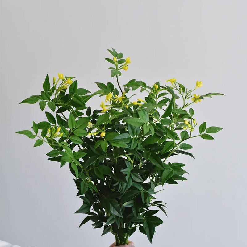 小菊百合绣球鲜花黄莺草尤加利配草云南山东直发顺丰补发次日达