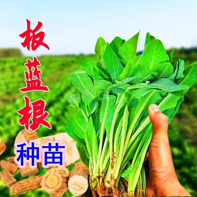 南通海安板蓝根种子植苗大青叶野生药食同源植物板兰根盆栽带土苗