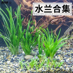 A迷你水兰水草苦草椒草原生溪流鱼缸造景套餐懒人阴性水下淡水植