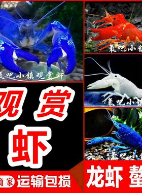 鳌虾观赏虾淡水冷水族耐活体宠物红白蓝色小龙虾火山原生天空蓝魔