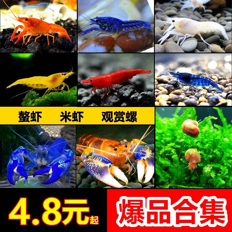 观赏虾螺淡水米虾鳌虾小龙虾宠物虾螯虾观赏螺鱼缸除藻清洁吃粪便
