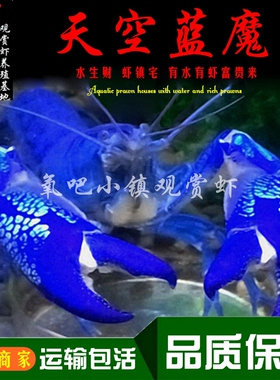 天空蓝魔虾鳌虾观赏虾淡水小龙虾水族大型宠物虾人工纯血蓝色螯虾