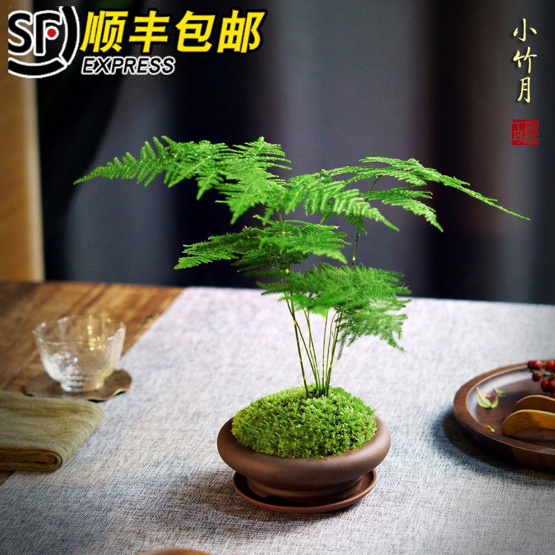 文竹小盆栽微型山水盆景苔藓微景观紫砂日式禅意中式茶桌办公桌面