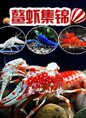鳌虾观赏虾淡水冷水族耐活体小龙虾蓝色虾红白清洁除藻大型宠物虾