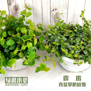 小叶薜荔水陆雨林缸假山耐阴藤蔓攀爬背景植物掌金心花叶霹雳盆栽