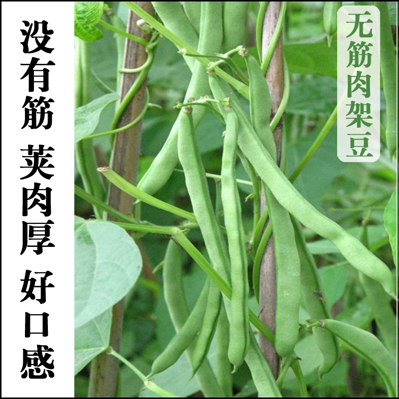 四季豆种孑有架刀豆种籽巨型特大芸豆种籽春夏秋冬无架碗豆种籽