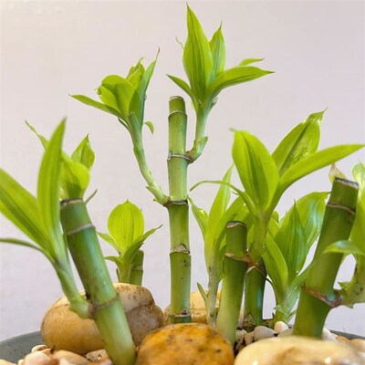 长芽带根a开 运竹特别编织造型水培富贵竹小号迷你水竹文昌竹