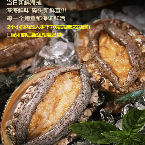 福建东山岛活冻鲍鱼6-8头鲍规格天然深海海捕新鲜饱满九孔鲍鱼