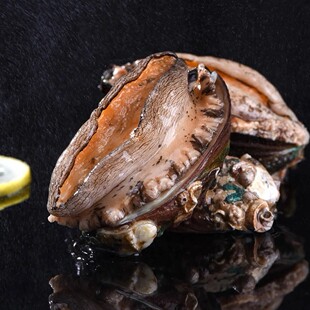 【姐妹生鲜】福建东山岛速冻鲍鱼9-10头鲍 6cm左右 冷冻海鲜