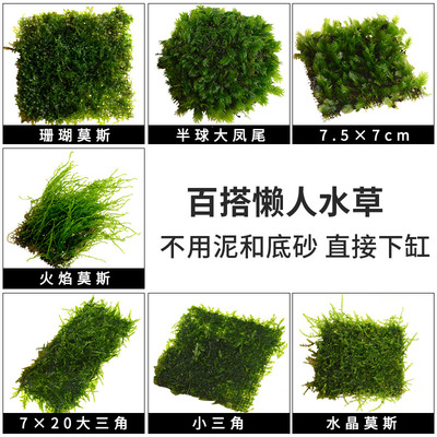 前景水草三角火焰水晶怪蕨珊瑚莫斯moss莫丝鹿角苔凤尾苔青叶木蕨