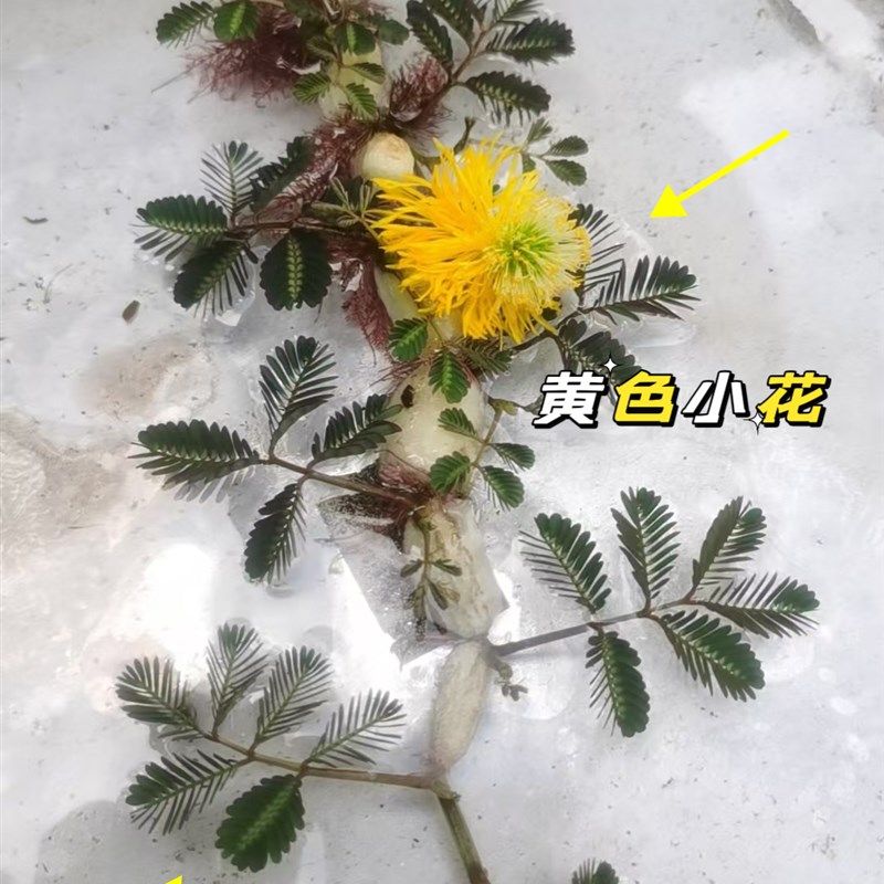 泰国水生含羞草水培植物花卉水草浮萍养鱼净化缸阳台室内盆栽绿植,畜牧/养殖物资,畜牧/养殖器械,淘宝优惠券,粉丝福利购,淘宝优惠卷