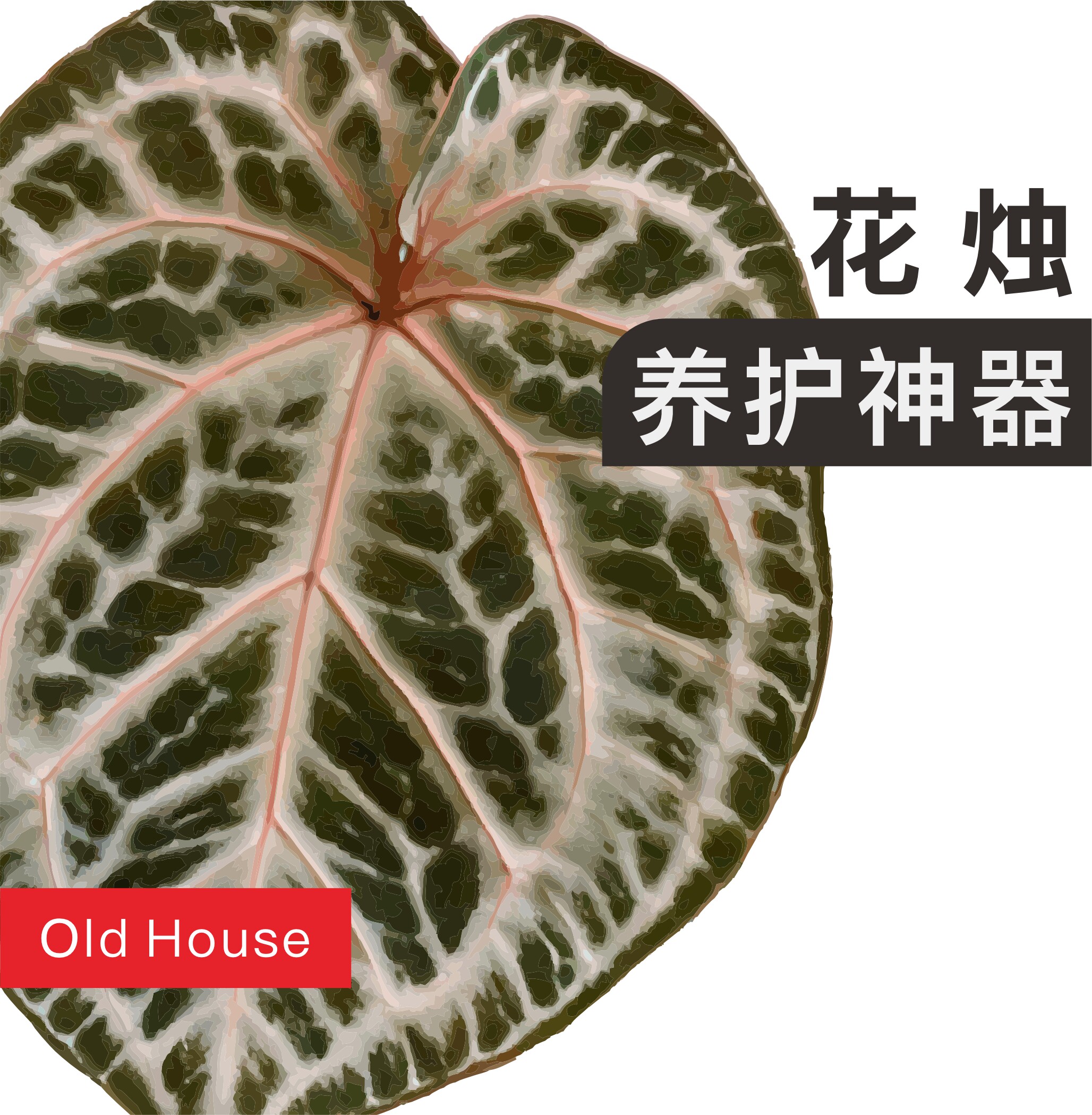 花烛养护神器支撑杆控根器水苔柱图片