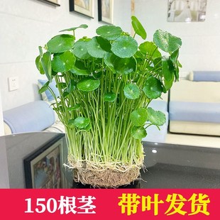 铜钱草招财办公室桌面盆栽金钱草花卉室内水培植物净化吸甲醛绿植