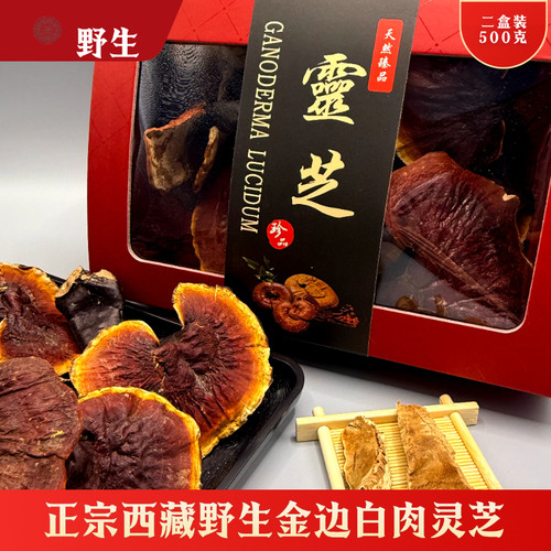 正宗野生西藏白肉金边灵芝